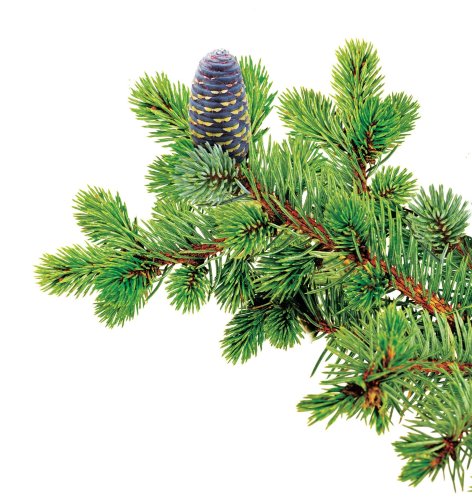 Гидролат Пихты